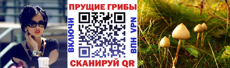 Купить закладки  Псков  Галлюциногенные грибы Psilocybe 